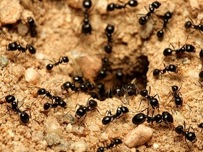 black-ants control