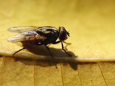 flies pest control