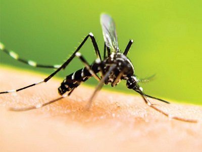 mosquito control