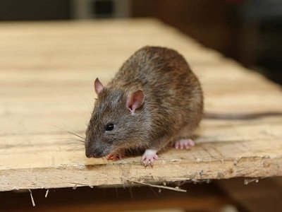 rodent-con